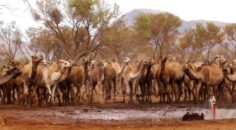 Avustralya’da 10 bin deve öldürülecek!