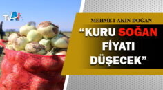 Adana’da turfanda soğan hasadı başladı!