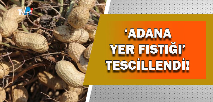Yer fıstığı üretiminin yüzde 65’i Adana’dan!