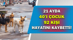 Türkiye’de sokak hayvanlarıyla ilgili acı tablo!