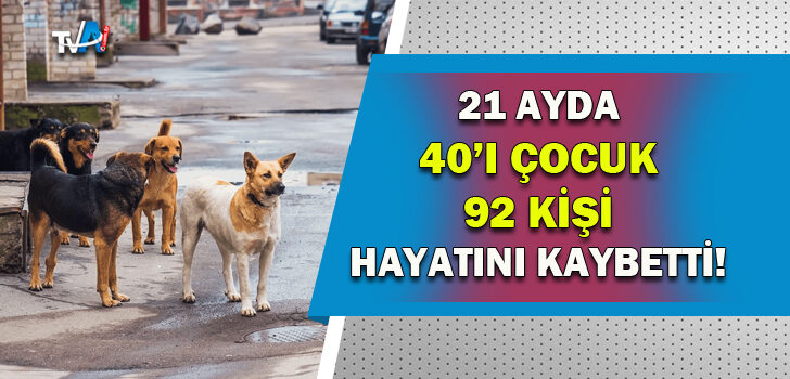 Türkiye’de sokak hayvanlarıyla ilgili acı tablo!